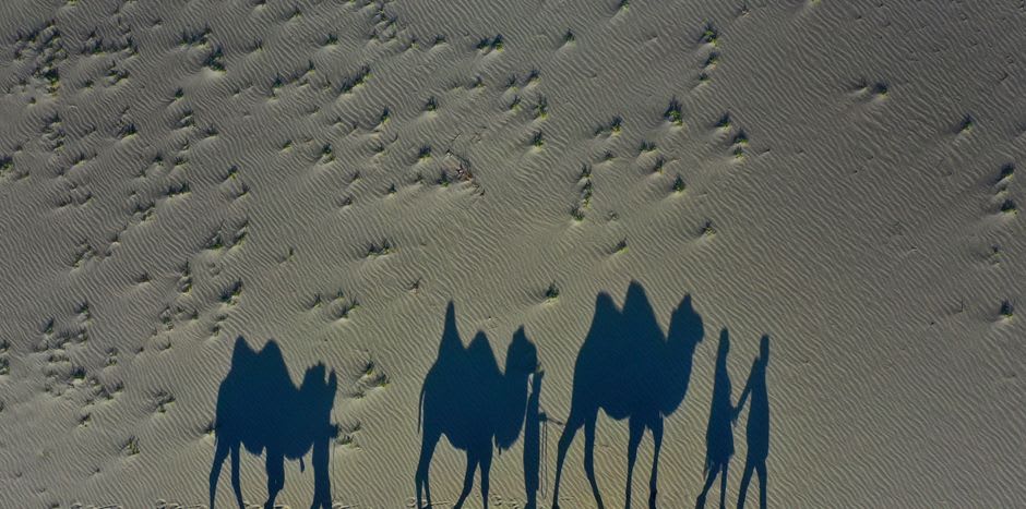 A double-humped Bactrian camel crossing sand dunes at Hunder with mountains behind