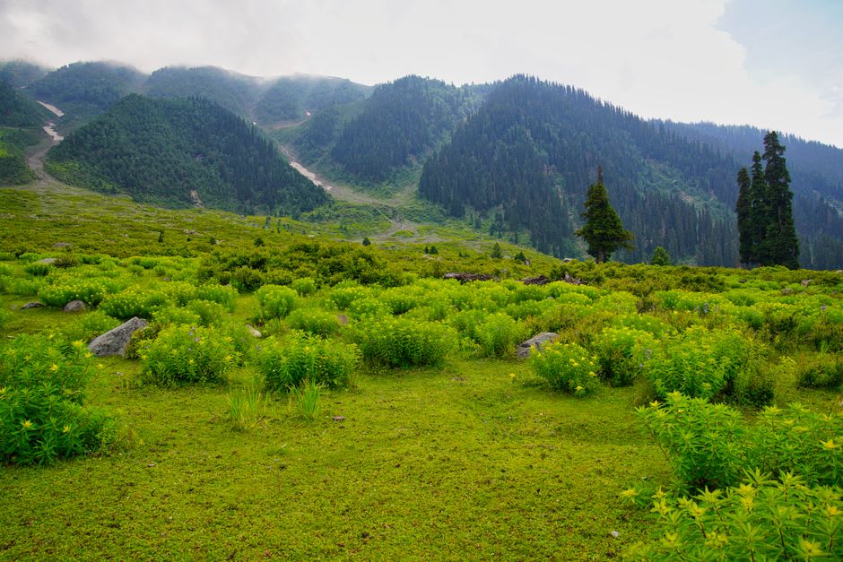 Green pine-covered slopes of Betaab Valley near Pahalgam with a mountain stream