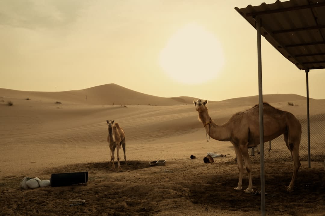Camels and traders gathered on the dunes outside Pushkar during the annual fair