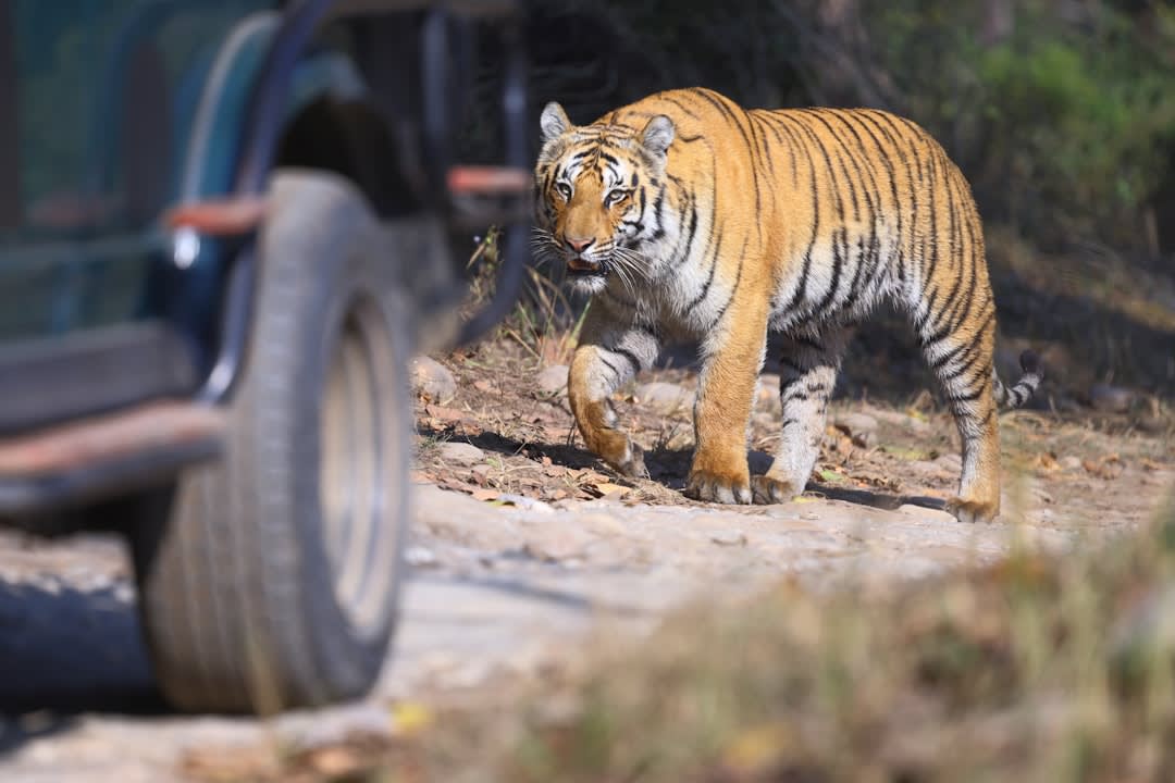 A Bengal tigress walking through dry scrub grass near Padam Talao lake