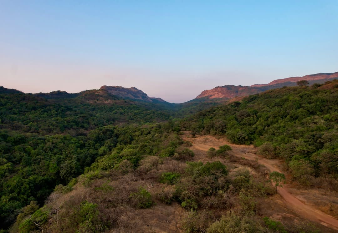 The ancient ramparts and temple towers of Ranthambore Fort rising above the forest