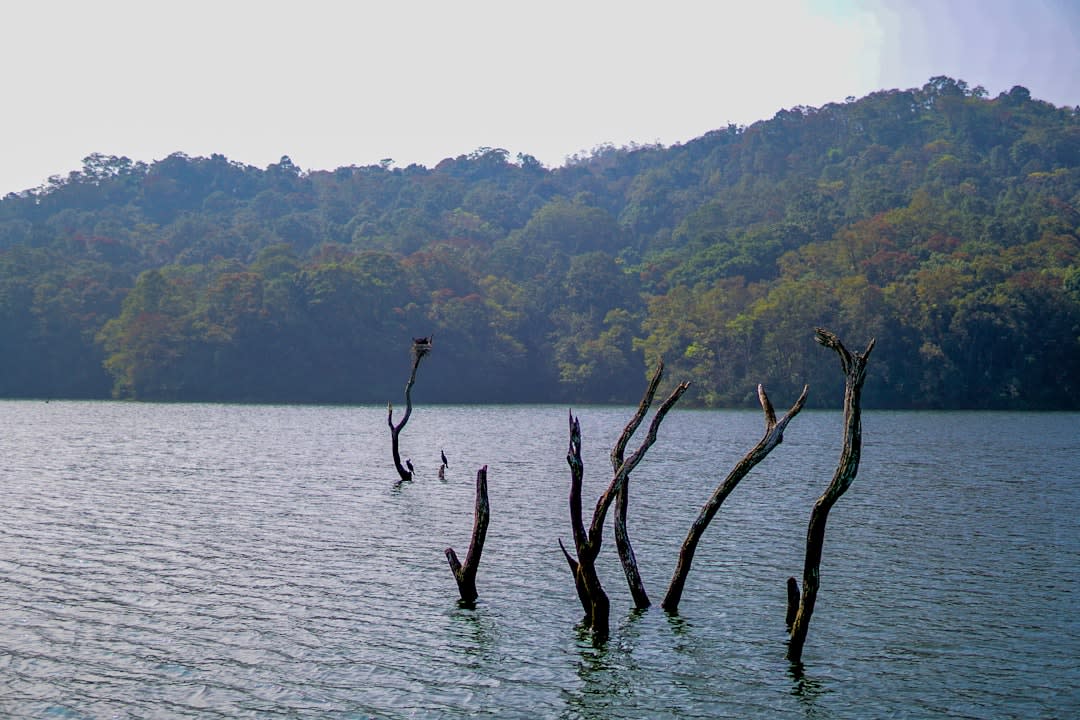 A herd of wild elephants drinking at the edge of Periyar Lake among the dead standing trees
