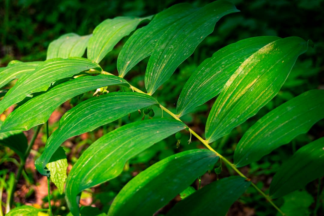 Fresh green cardamom pods growing on a plant in a spice garden in the Thekkady hills