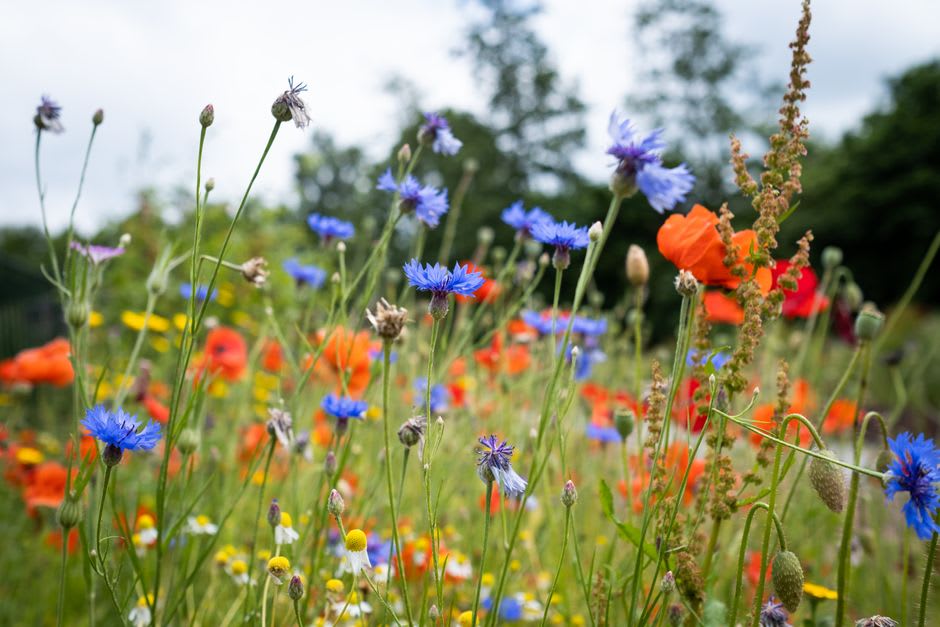 A dense carpet of blue poppies, orchids, and wildflowers across the valley floor with glacial peaks behind