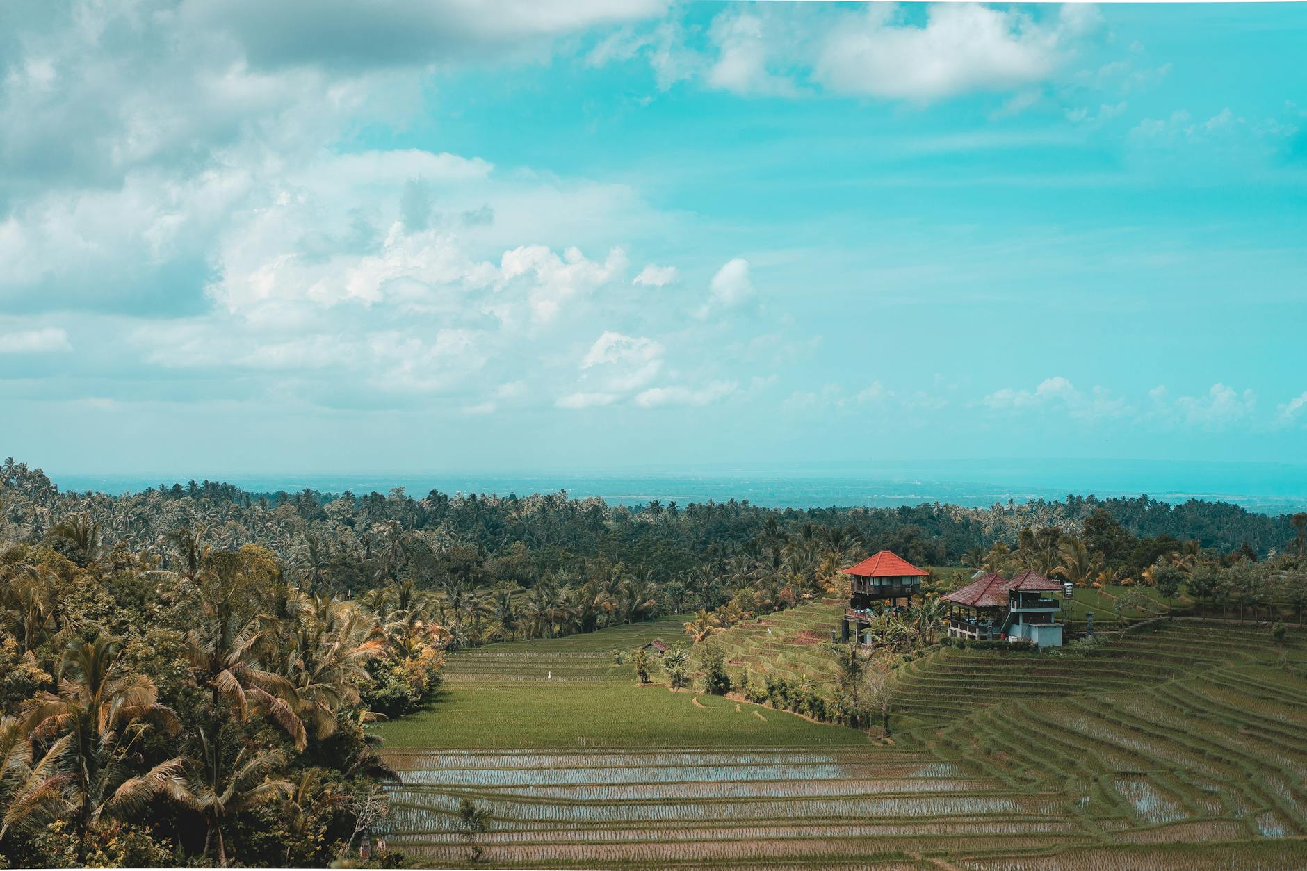 Emerald rice terraces cascading down a Balinese hillside