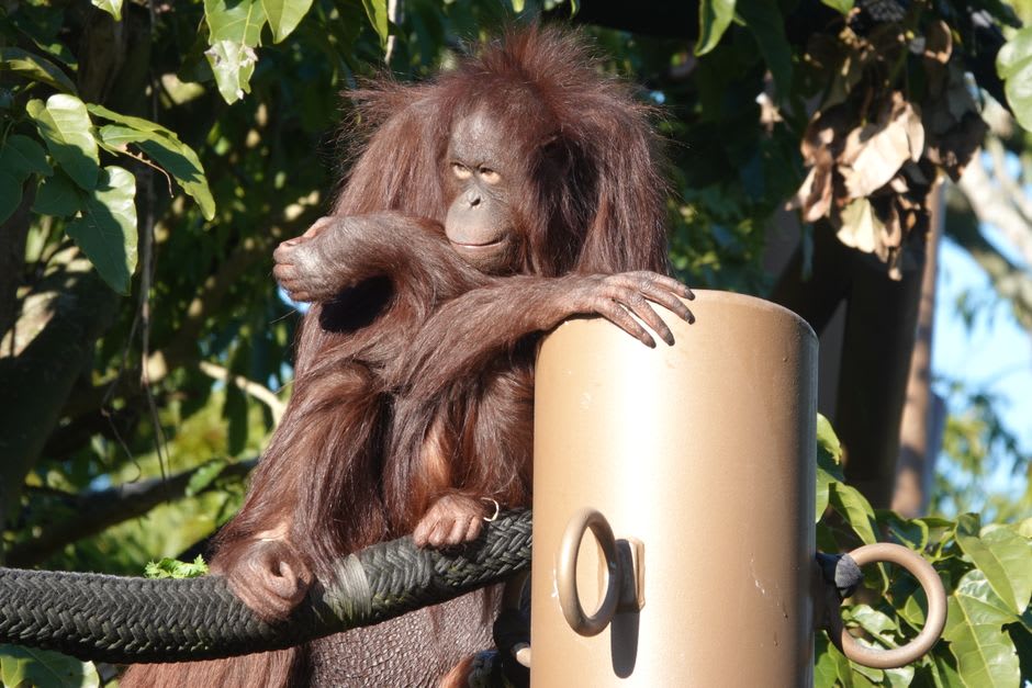 Bornean orangutan in the forest canopy at a rehabilitation center near Balikpapan