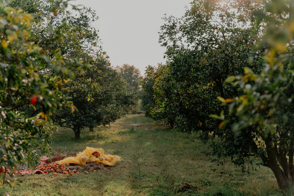 Rows of apple trees on a misty hillside orchard near Batu, East Java