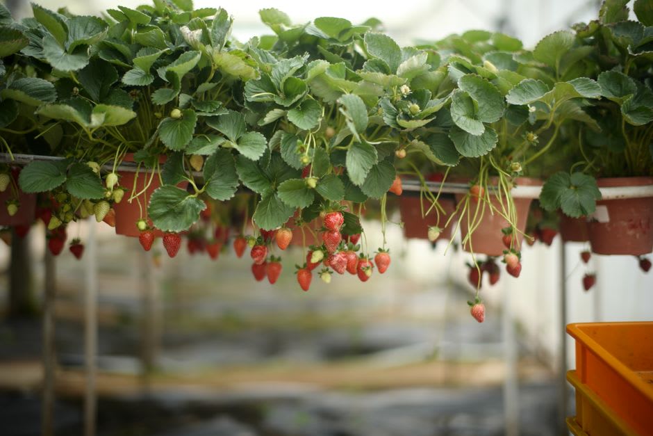 Rows of strawberries and highland produce at Candikuning market near Bedugul
