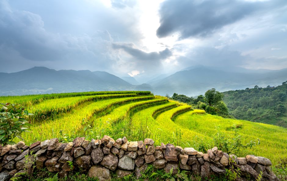 Rice paddies laid flat across the valley floor beneath towering rock walls