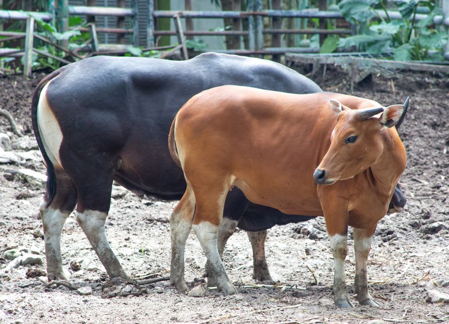 Wild banteng cattle grazing on golden savanna grassland at dawn in Baluran National Park