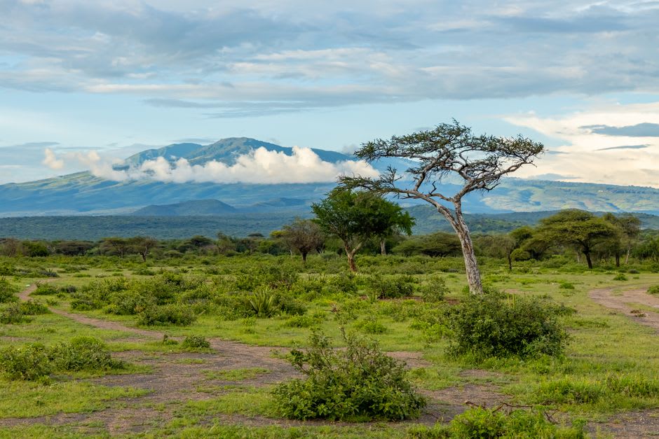 Dormant Baluran volcano rising above dry savanna grassland and scattered acacia trees