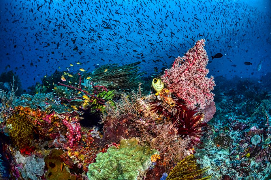 Coral reef and volcanic slope underwater near Banda Neira