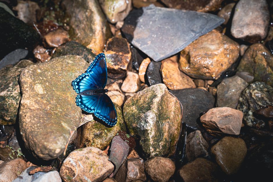 A cluster of colorful butterflies resting on wet limestone rock near a jungle stream