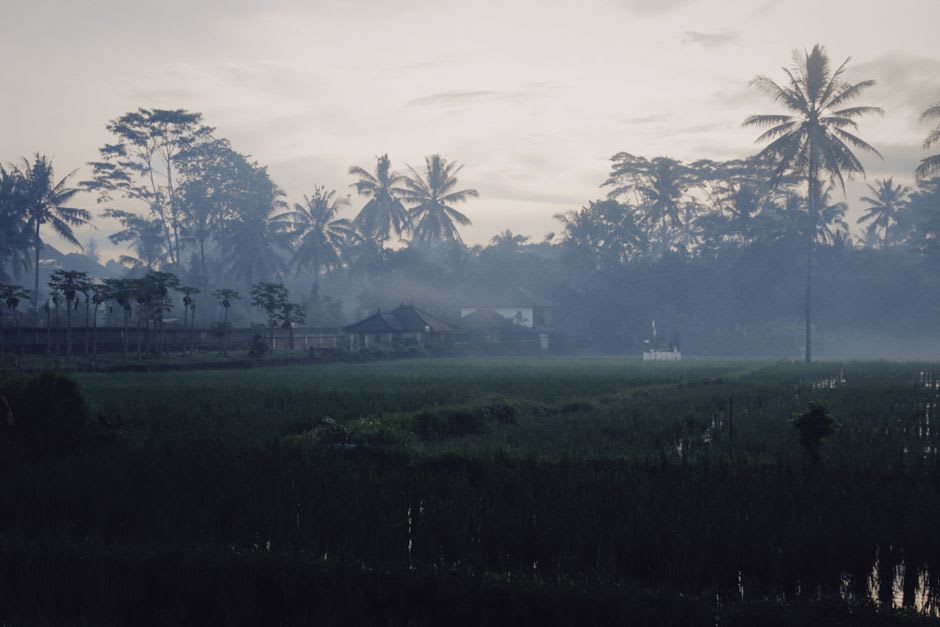 Rice paddies with egrets at dawn, construction visible in the background