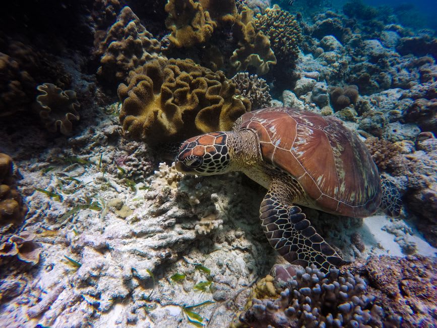 A green sea turtle gliding over a coral reef near Sangalaki island