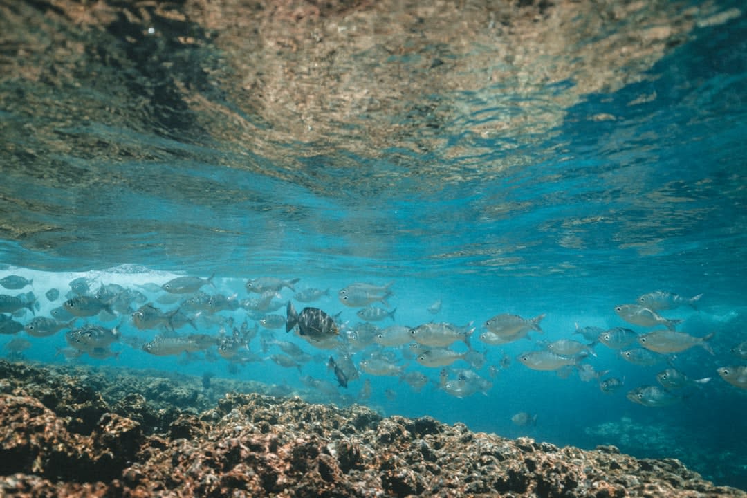 Snorkeler exploring a shallow coral reef close to the shoreline