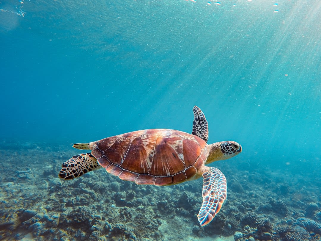 Sea turtle swimming over coral reef near Gili Trawangan
