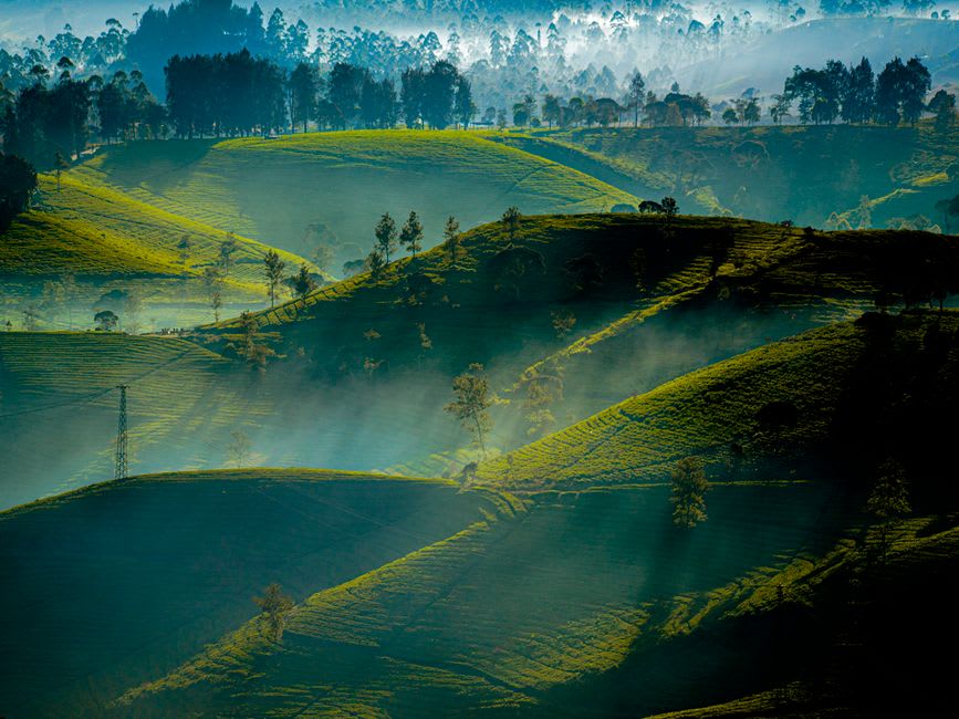 Misty tea plantation terraces at Kayu Aro at the foot of Mount Kerinci