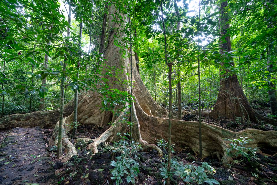 Sunlight filtering through the buttressed roots and dense understory of Kutai's dipterocarp forest