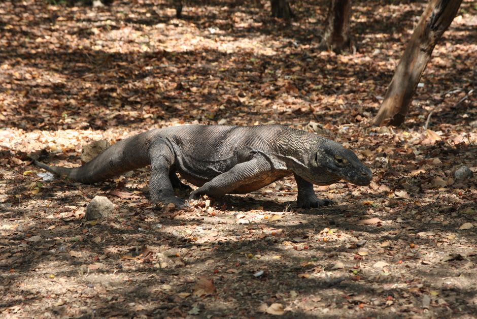 A Komodo dragon resting on dry grassland with the arid hills of Komodo Island behind it