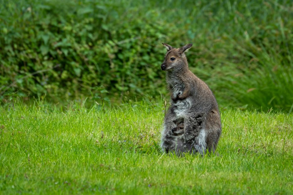 A small wallaby grazing on open savanna grassland in Wasur National Park near Merauke
