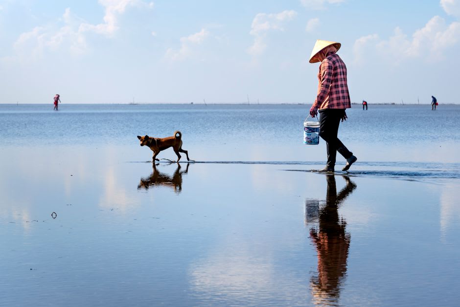 Seaweed farmers tending rows of staked seaweed in the shallow lagoon at low tide