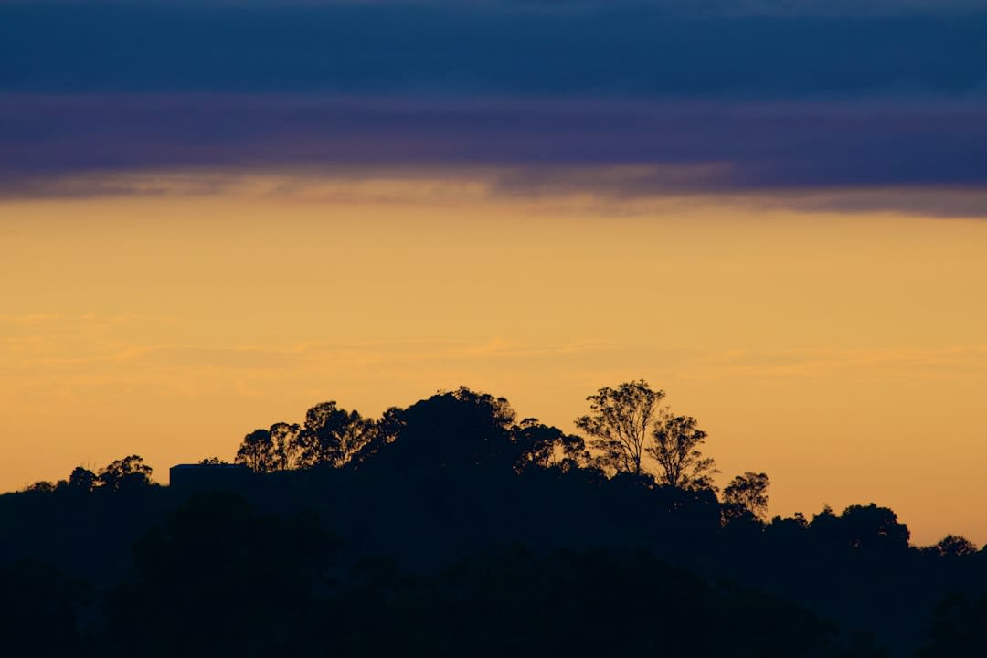 Silhouettes of fruit bats streaming across a dusk sky above mangrove islands