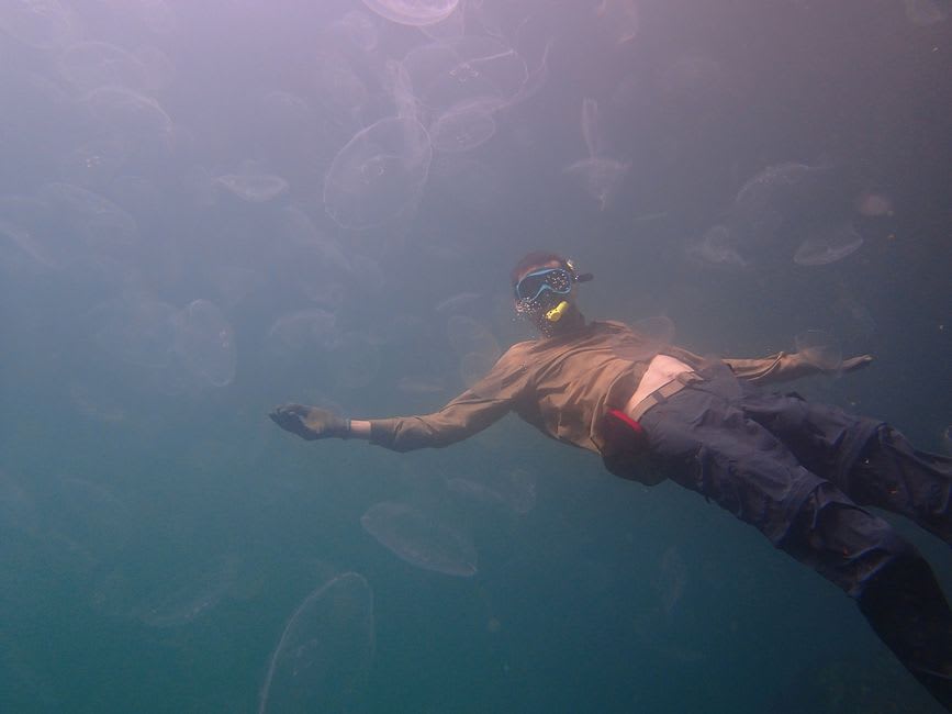 Golden jellyfish suspended in the clear water of a saltwater lake