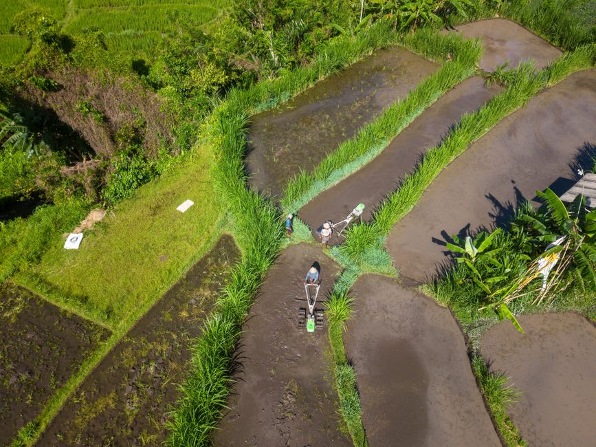 Farmers hand-planting rice seedlings in a flooded terrace at Jatiluwih with mist rolling off Mount Batukaru