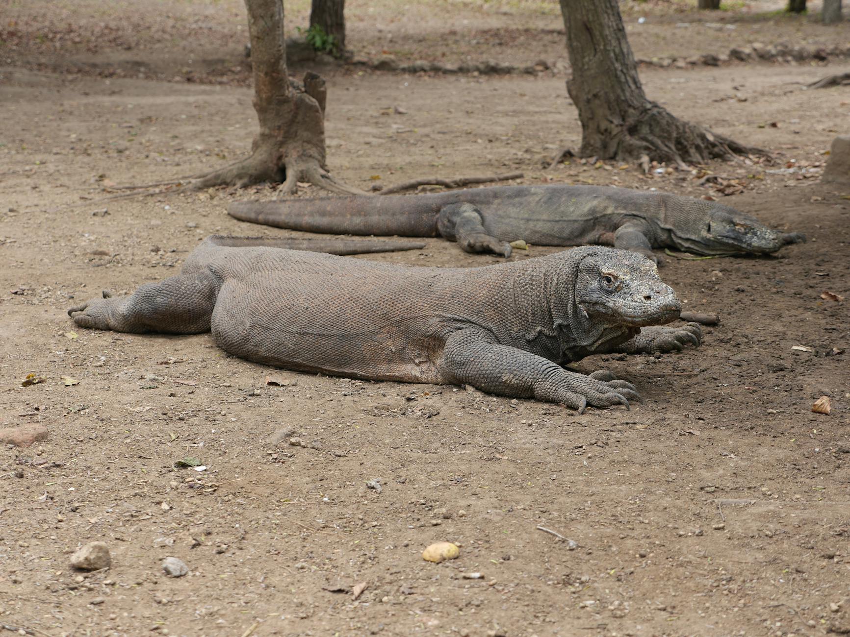 Rocky coastline and clear waters around Komodo islands