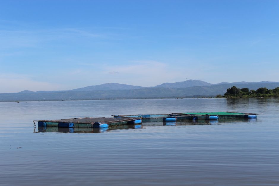Floating fish net cages clustered near a fishing village on Lake Maninjau's shore