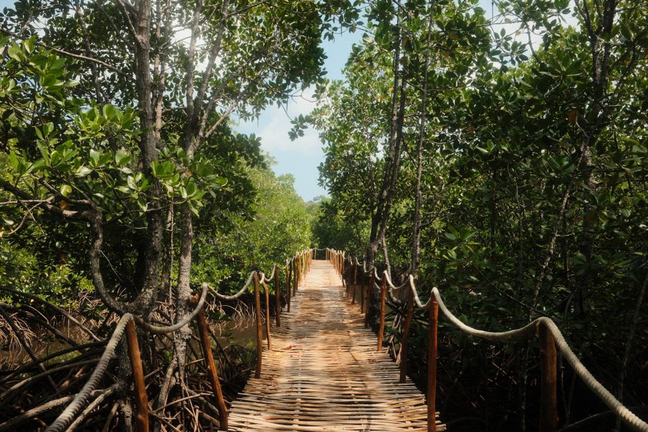 Bamboo and pine forest canopy in the highlands near Lembang, West Java