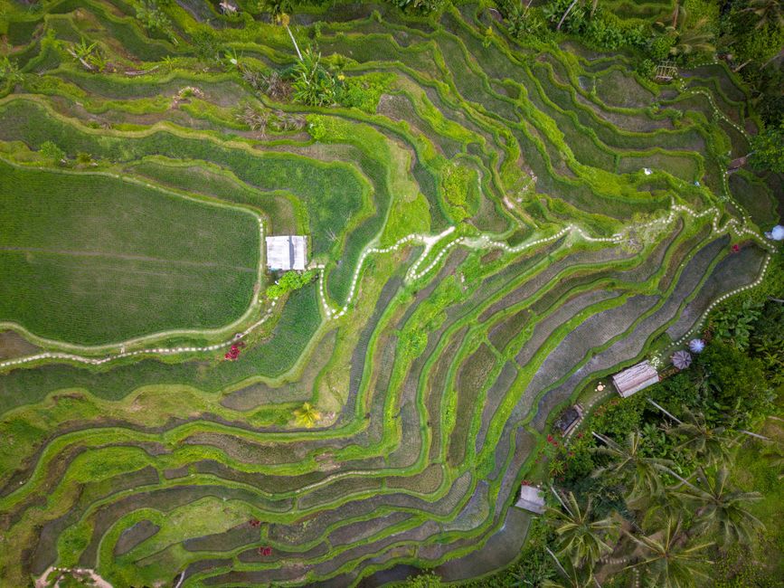 Emerald green rice terraces stepping down the hillside at Jatiluwih, Tabanan