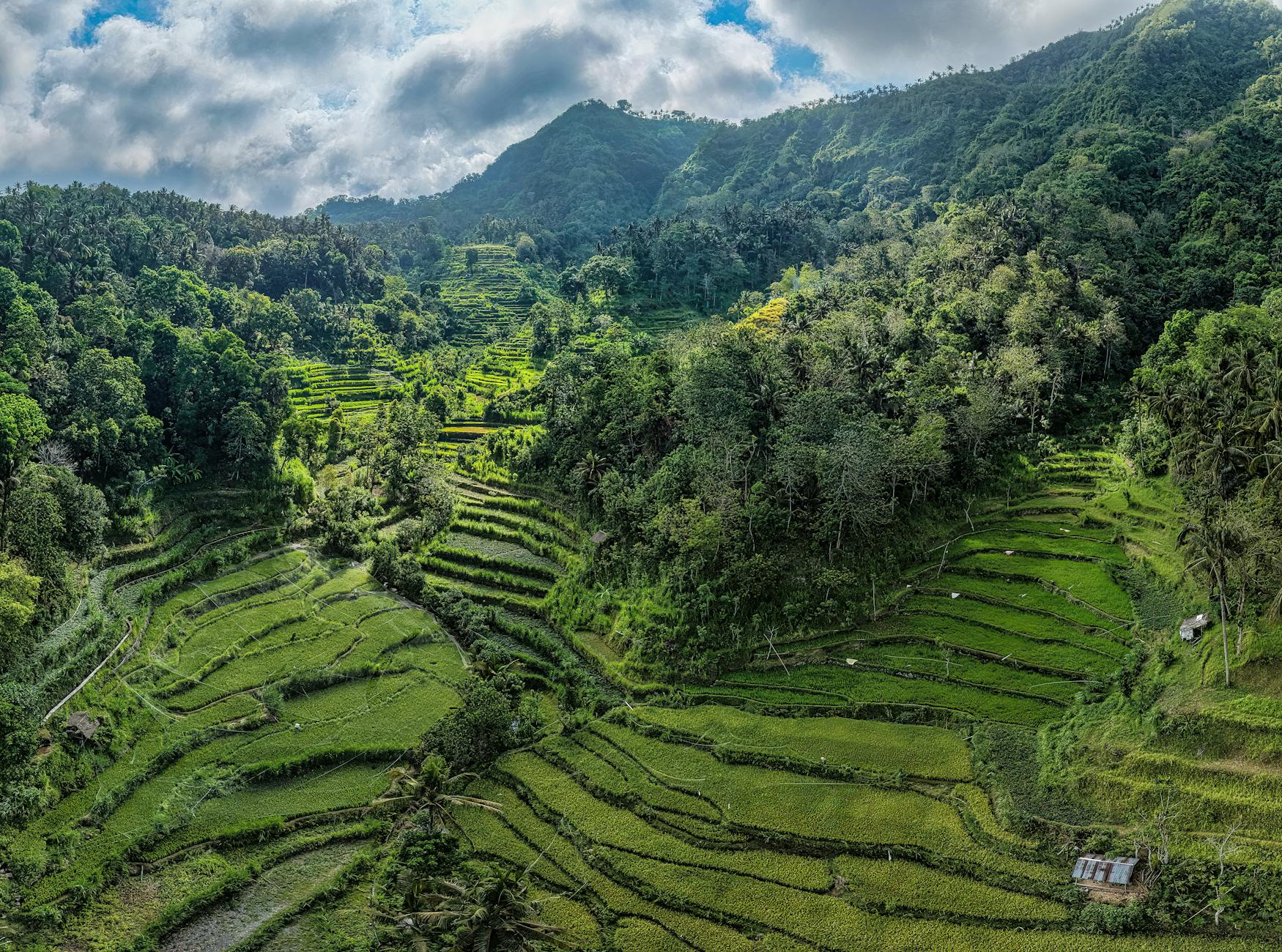 Terraced rice fields cascading through a tropical valley