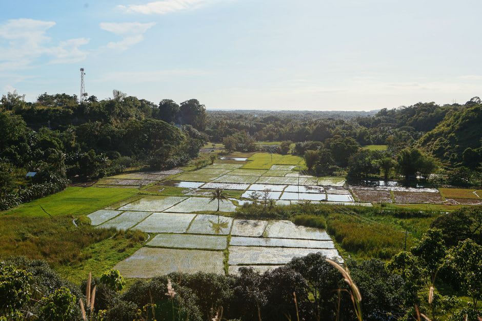 Rice paddies and rolling green hills in the countryside around Waikabubak