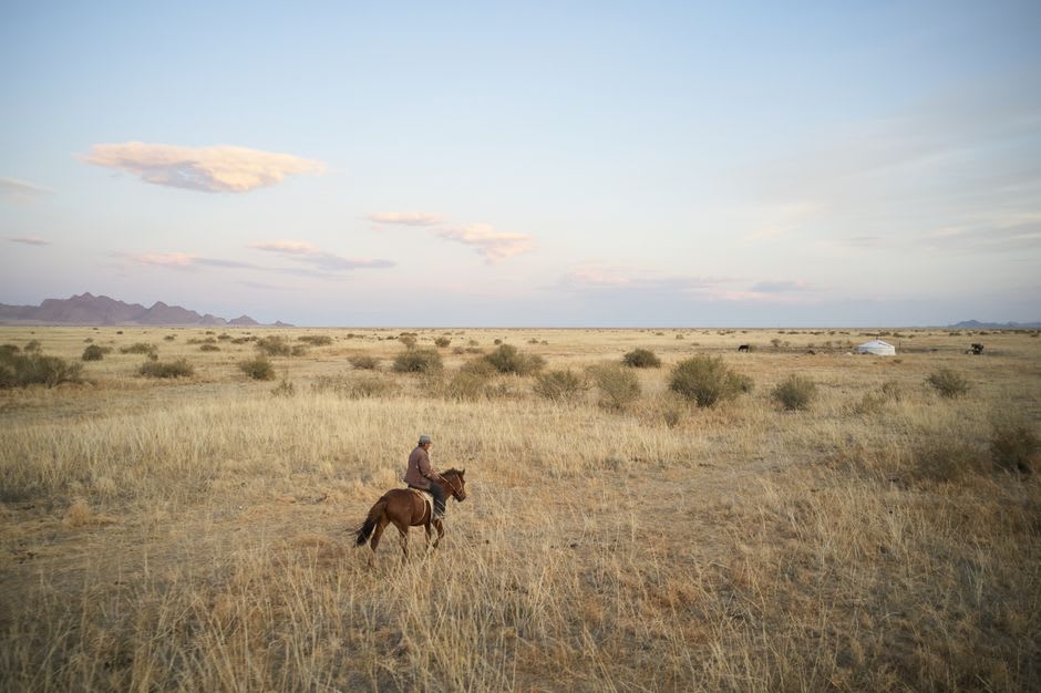 Herder on horseback moving a flock across the Xilingol steppe at dusk