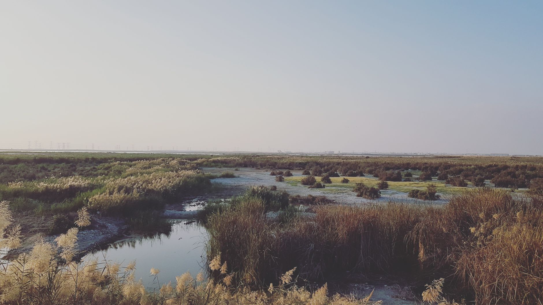 Egrets rising from the reed beds in the Iraqi marshes, their white forms caught in golden morning light against a pale sky