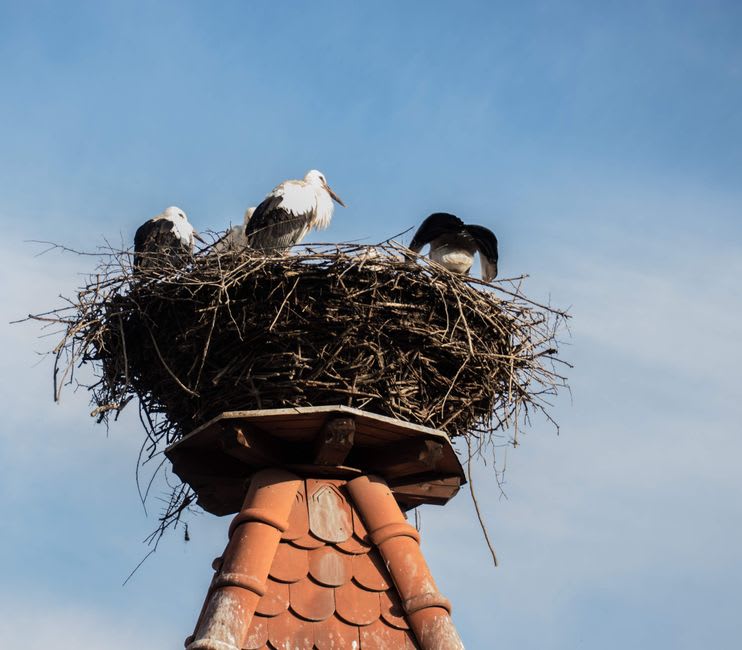 A stork nest perched on a rooftop chimney in Bale, Istria