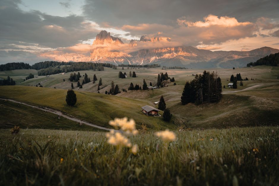 Grazing cattle on the wildflower meadows of the Alpe di Siusi with the Sciliar peaks behind