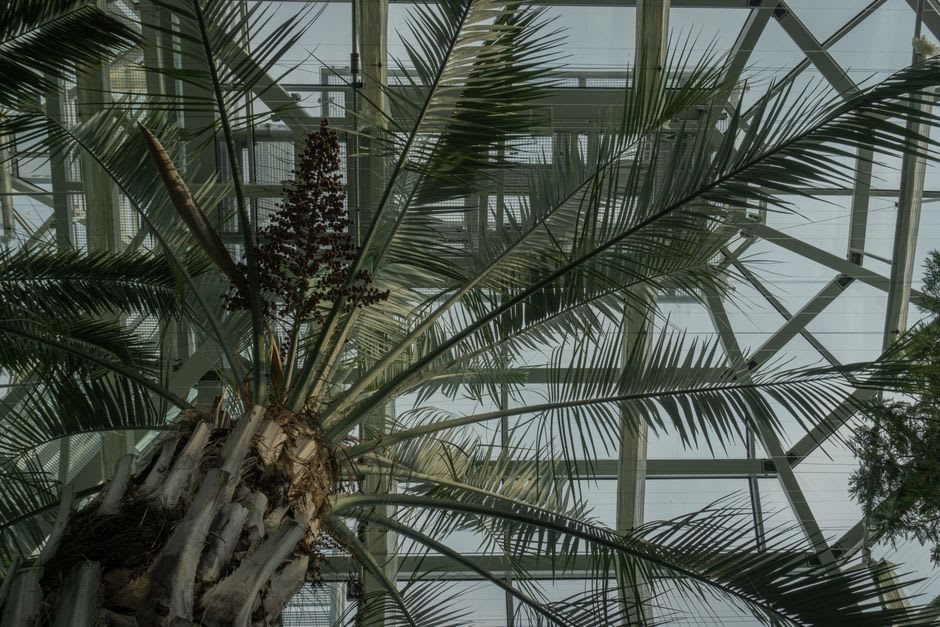 A palm tree inside the historic Orto Botanico, the world's oldest academic botanical garden
