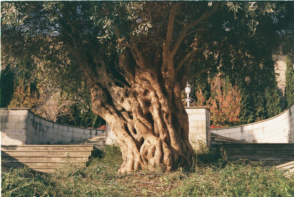 Ancient gnarled olive trees in the countryside surrounding Ostuni in the Puglia region of Italy