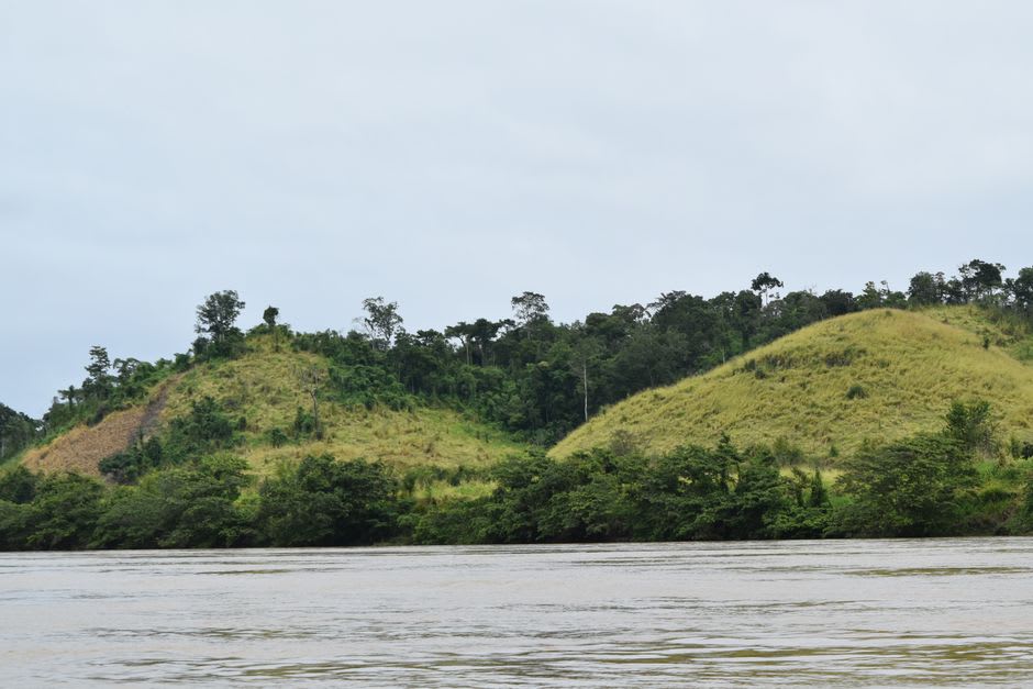 View of the lush rainforest banks along the Rio Grande river near Port Antonio, Jamaica