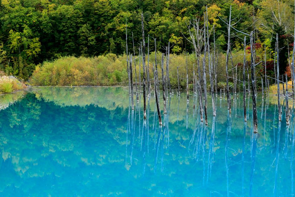The Shirogane Blue Pond near Biei, its milky turquoise water perfectly still, pale bare tree trunks rising from the surface and reflected below
