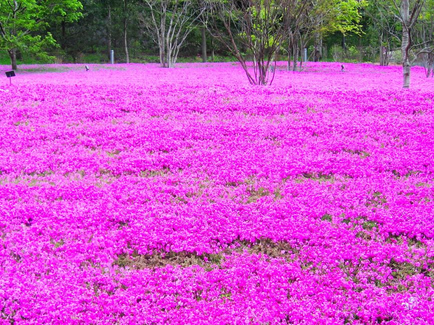 A hillside at Hitsujiyama Park carpeted in bands of pink, white and purple moss phlox with the jagged peak of Mount Buko rising behind