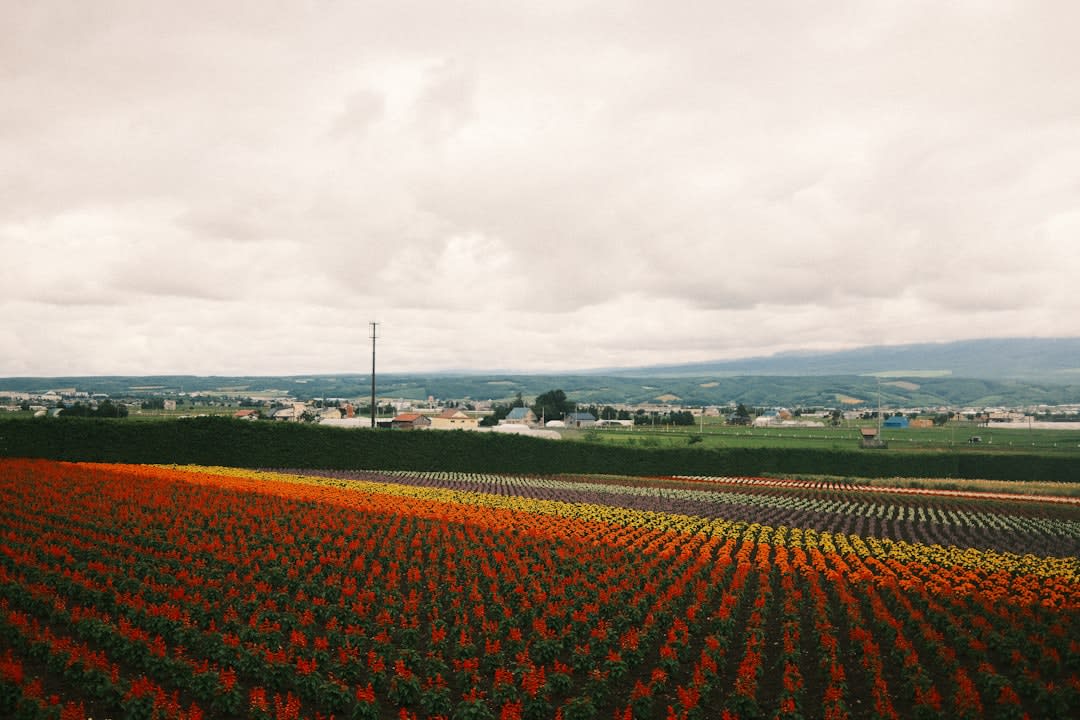 A patchwork of green and gold farm fields rolling across low hills near Furano, a red-roofed barn in the middle distance and blue mountains beyond