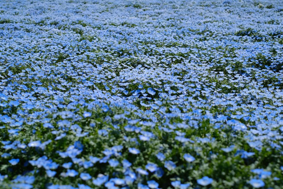 A path winding up Miharashi Hill through a dense sea of sky-blue nemophila flowers toward a summit that meets the pale sky