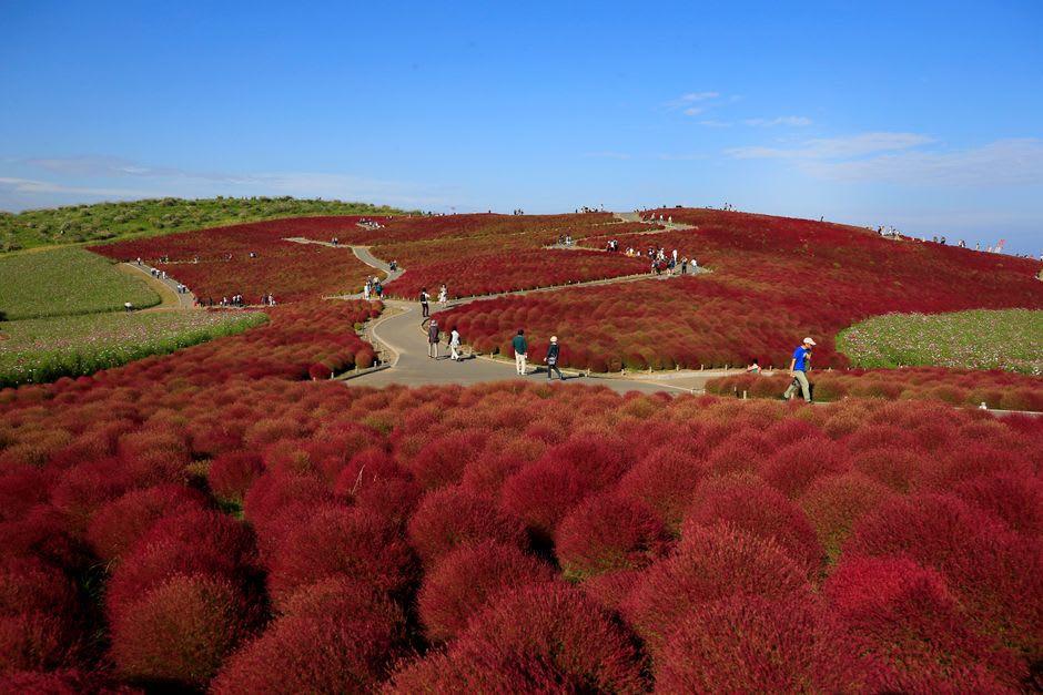 Miharashi Hill at Hitachi Seaside Park in autumn, covered in round bushes of kochia glowing deep crimson with yellow cosmos below