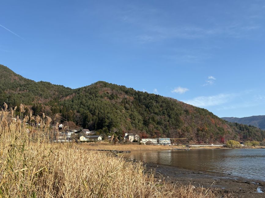 Whooper swans gathered on the icy shallows of Shiromigahama beach with Mount Bandai behind