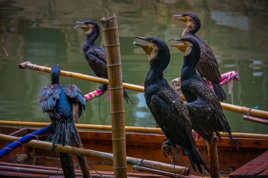 Cormorant fishing boats lit by iron fire baskets on the dark Kiso river at night