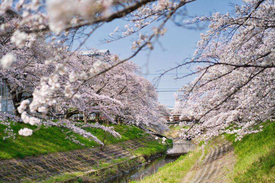 Weeping cherry branches spilling in curtains of pale pink blossom over the dark timber wall of a samurai mansion in Kakunodate
